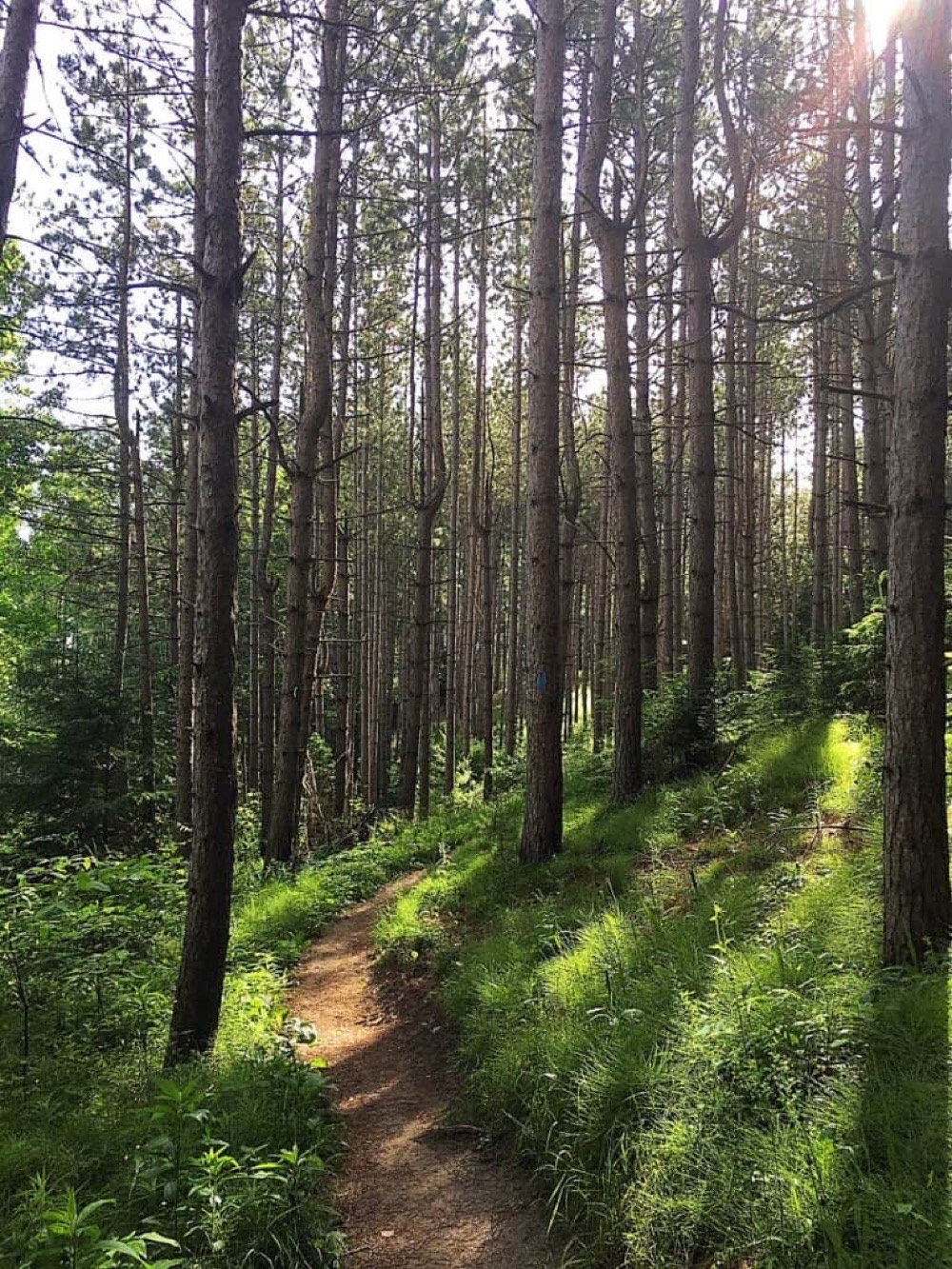 A sunlit pine forest trail on the Oak Ridges Moraine